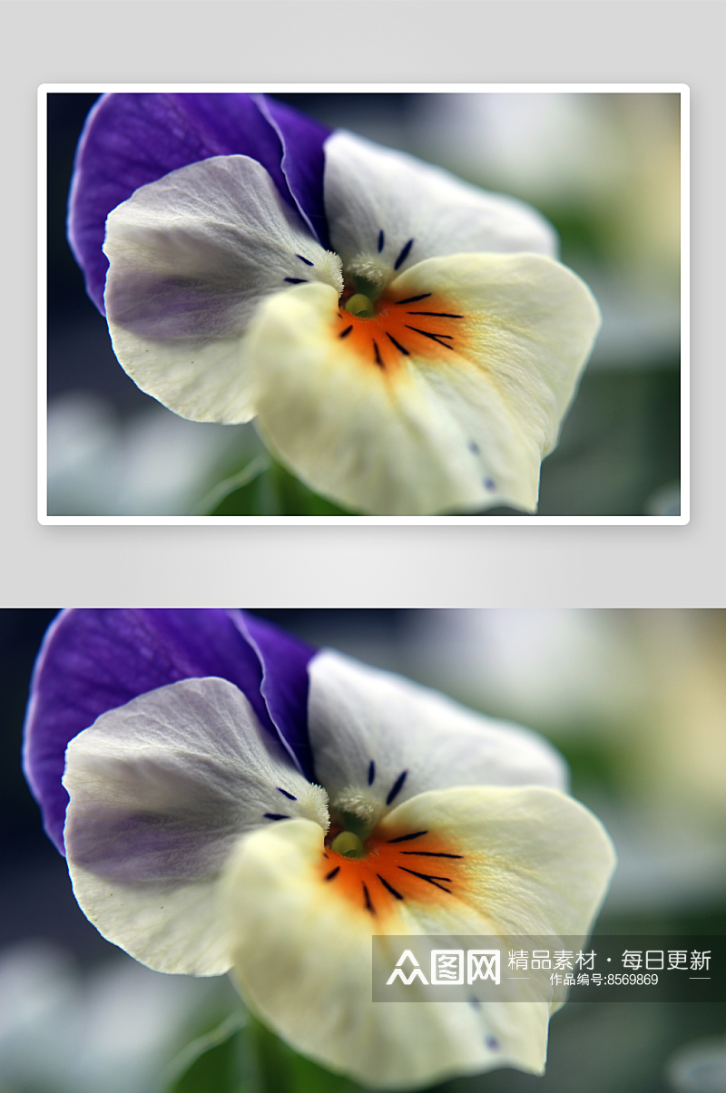 清香三色堇花卉摄影图片素材