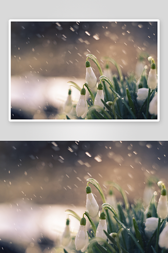 美丽雪花莲花卉摄影图片