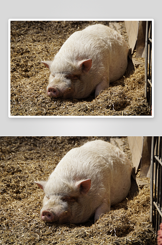 家猪可爱动物摄影图