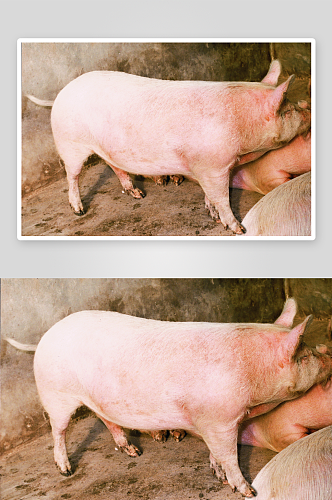 家猪可爱动物摄影图