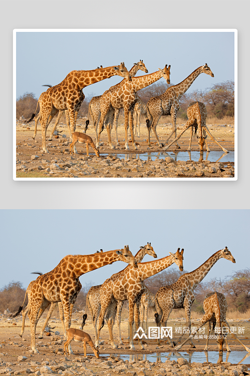 长颈鹿动物摄影图素材