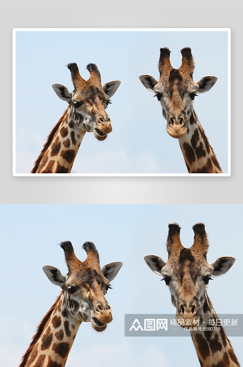 长颈鹿动物摄影图素材