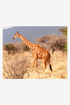 长颈鹿动物摄影图
