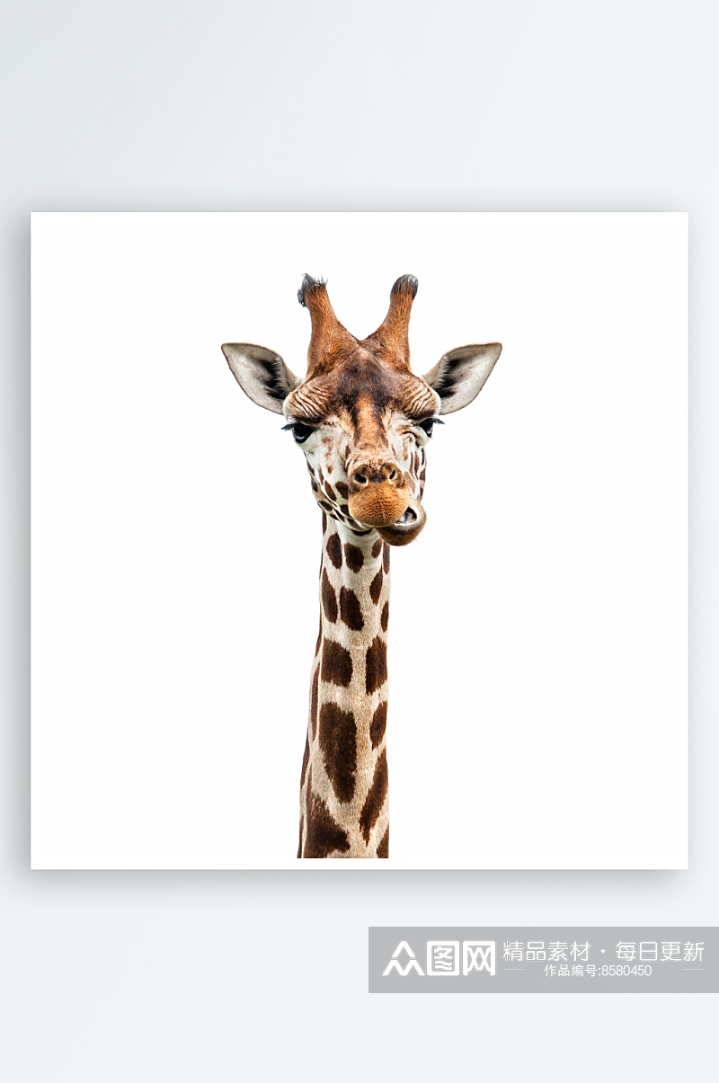 长颈鹿可爱动物摄影图素材