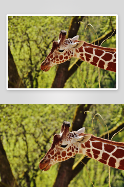 长颈鹿可爱动物摄影图
