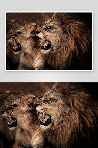 狮子可爱动物摄影图