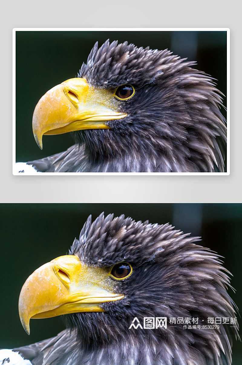 可爱老鹰动物摄影图素材