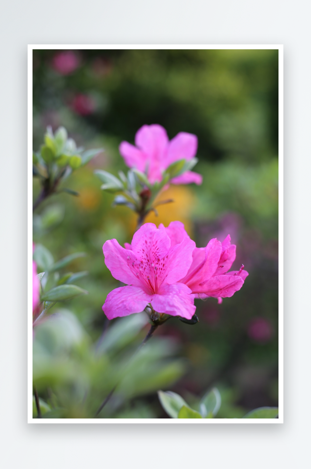 杜鹃花花卉摄影图片素材