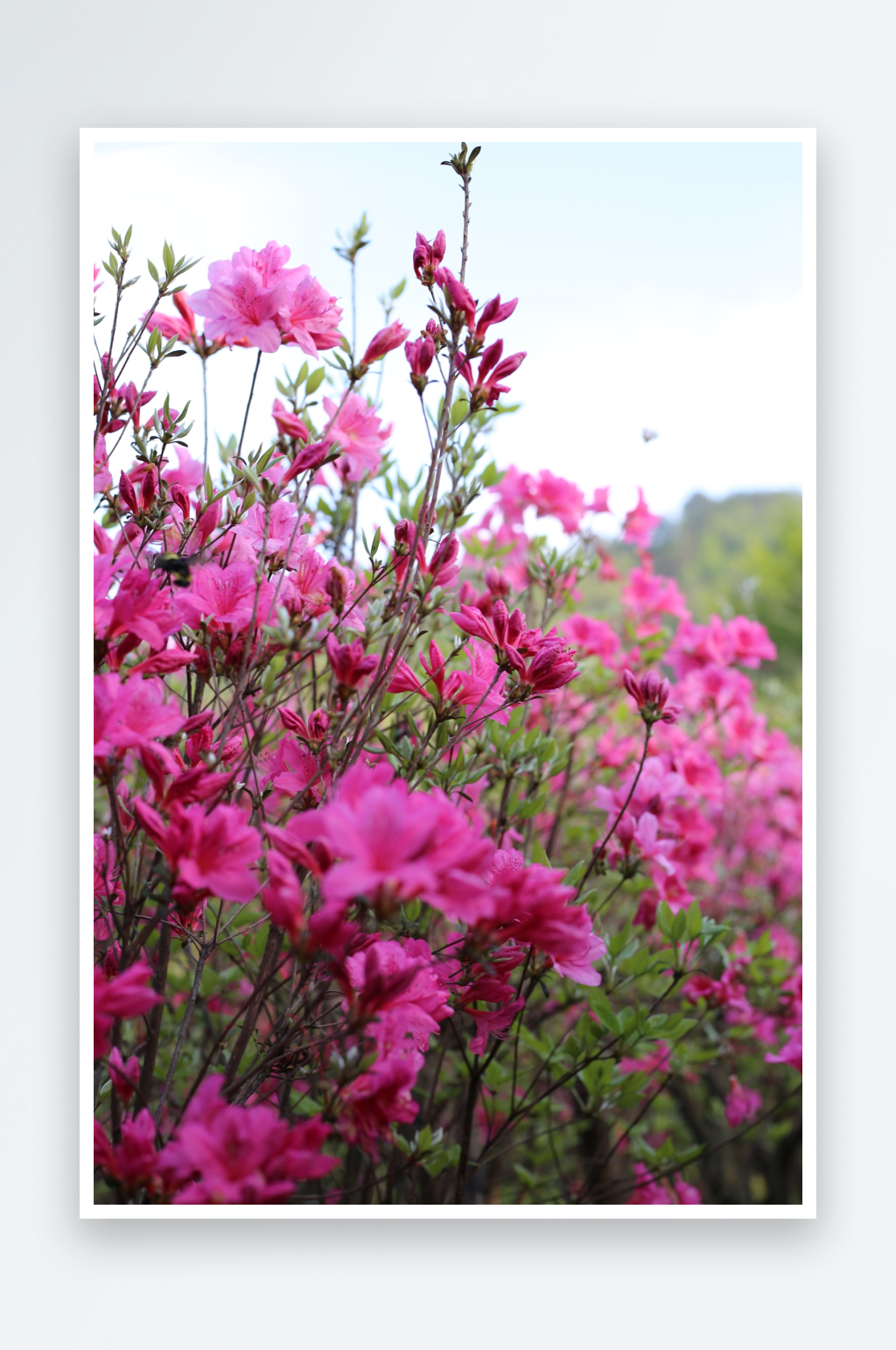 杜鹃花花卉摄影图片素材