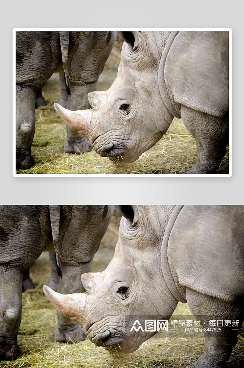 可爱犀牛动物摄影图素材