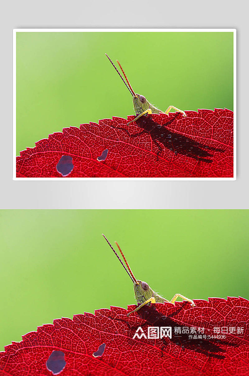 昆虫创意精美摄影图片素材