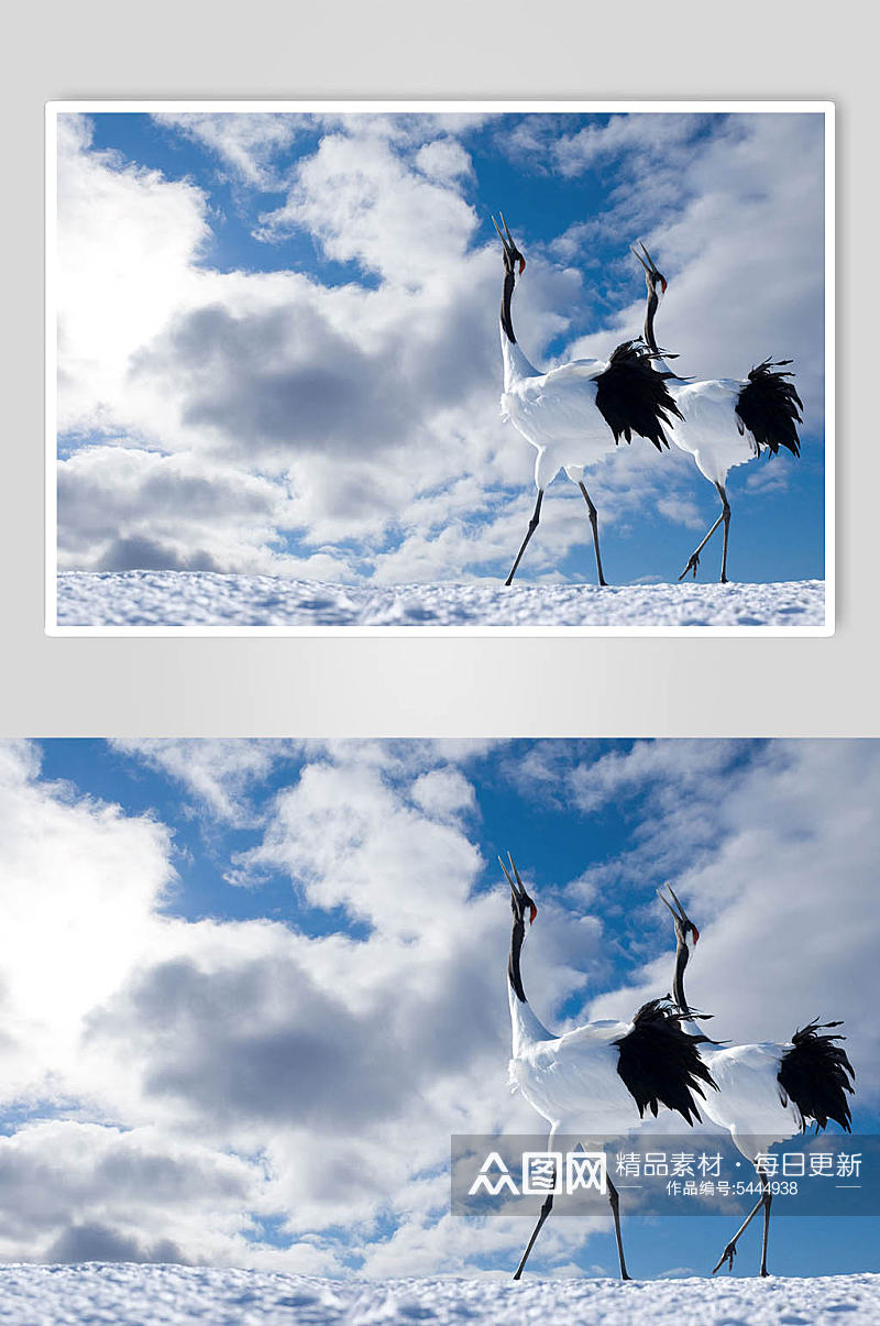 丹顶鹤鸟类创意摄影图片素材