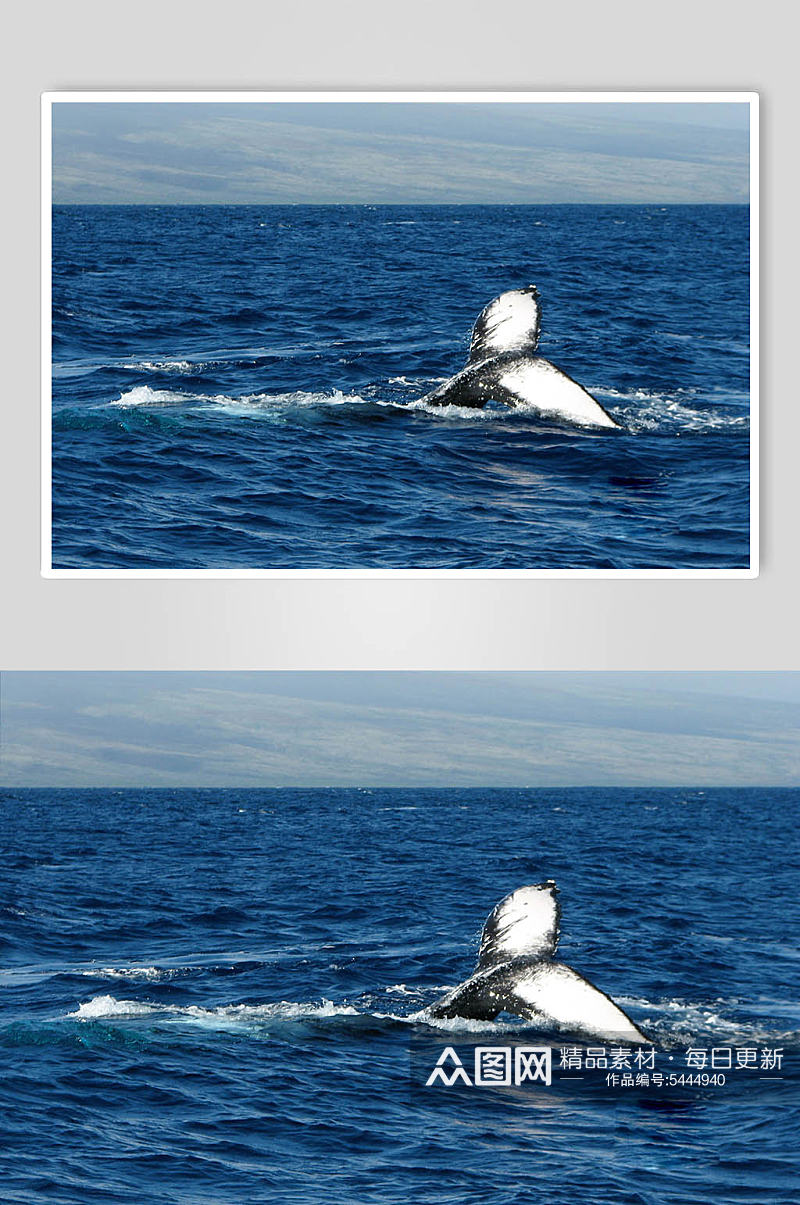 鲸鱼创意精美摄影图片素材