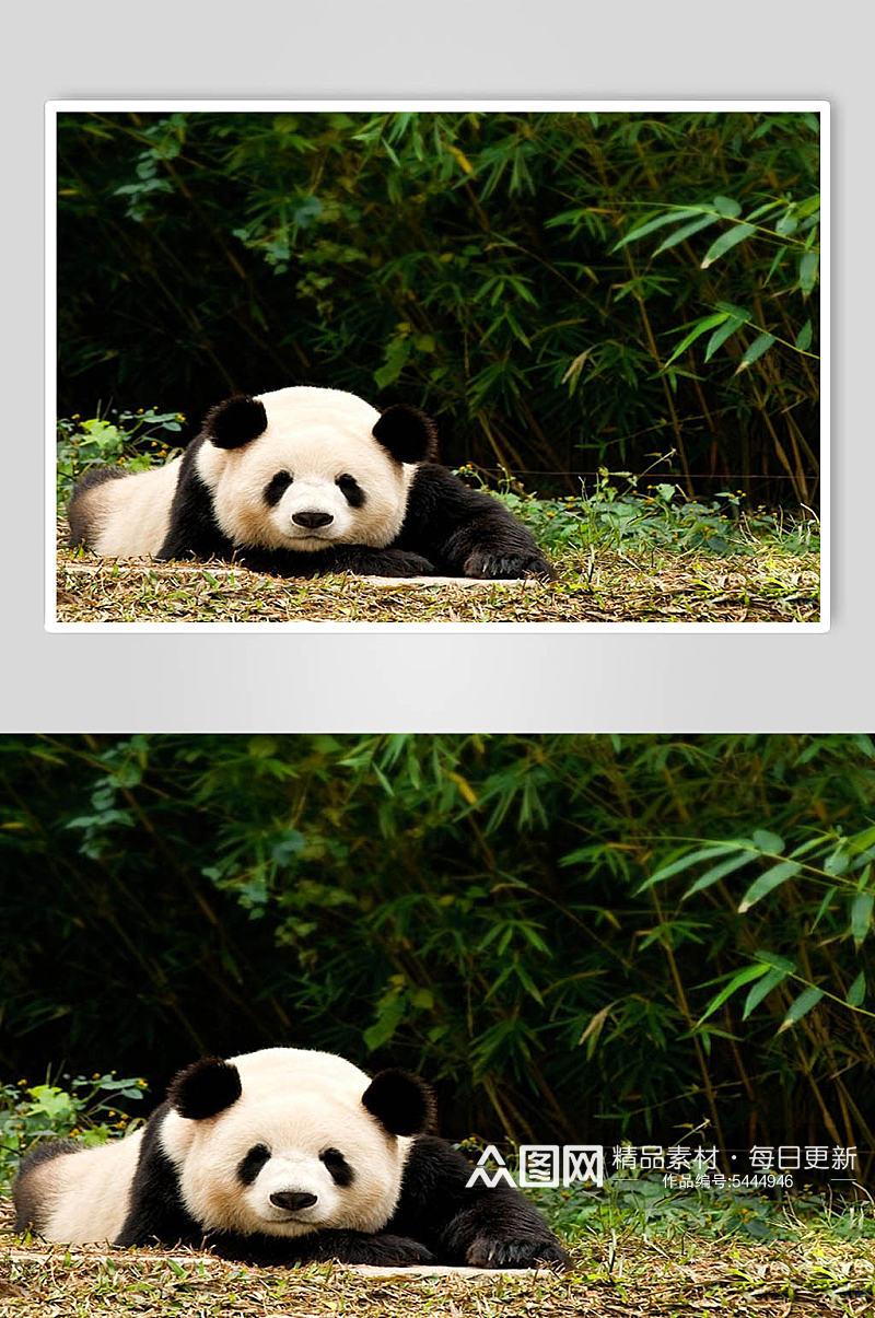 熊猫动物摄影图片素材