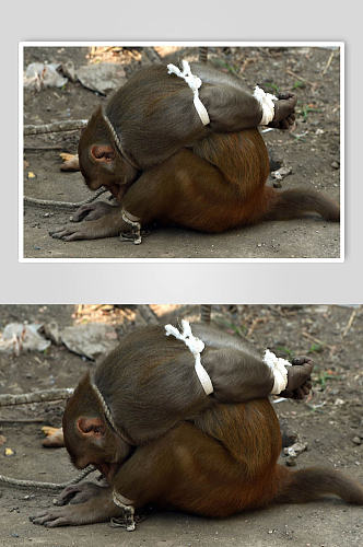 创意动物被捆住的猴子高清摄影图