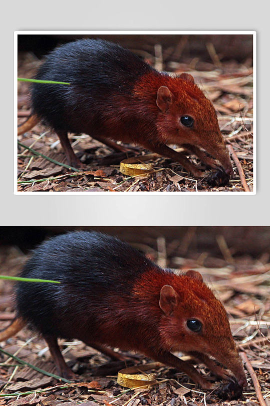 创意动物老鼠高清摄影图