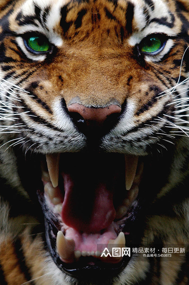 创意动物老虎高清摄影图素材