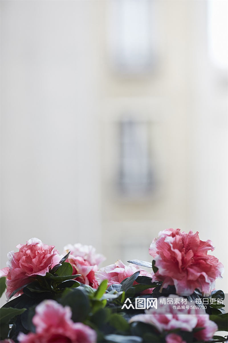 美丽鲜花花卉摄影图素材