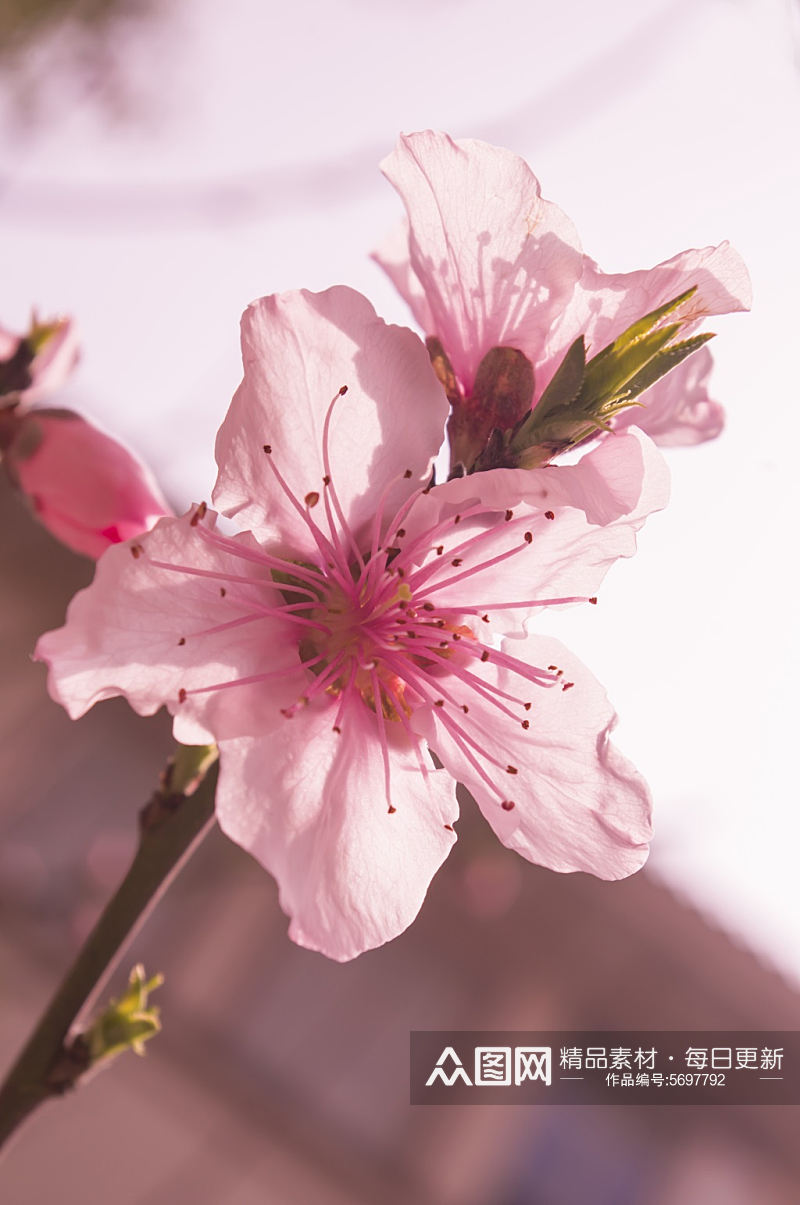 美丽鲜花花卉摄影图素材