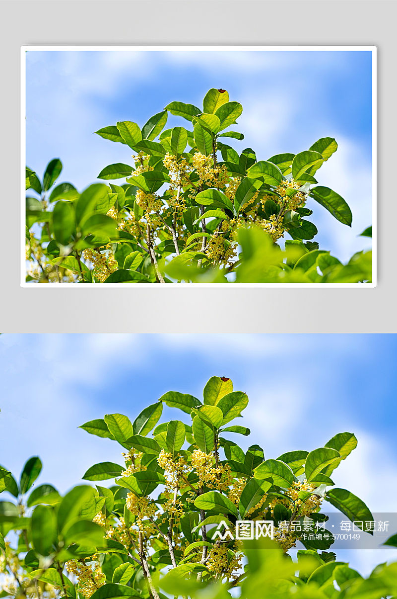创意唯美植物花朵桂花摄影图片素材