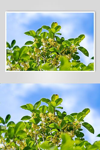 创意唯美植物花朵桂花摄影图片