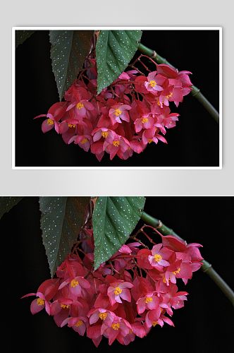 创意唯美植物花朵红杏摄影图片