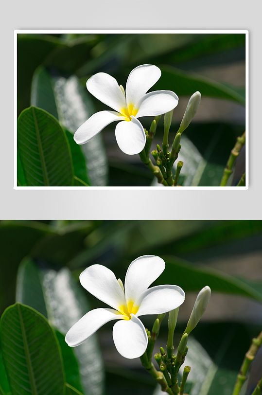 芳香花朵花卉创意高清摄影图片