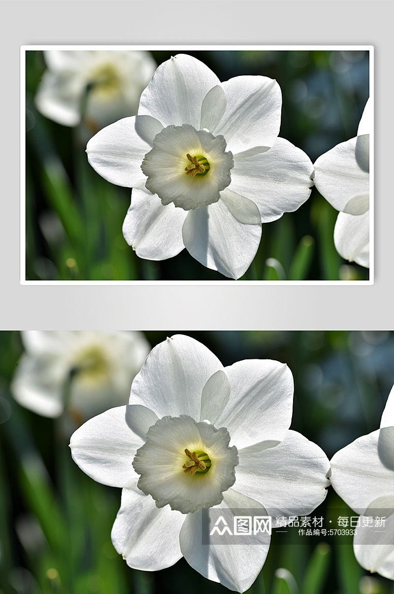 芳香花朵花卉创意高清摄影图片素材