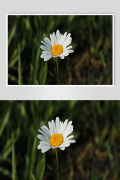清香花朵花卉时尚摄影图片
