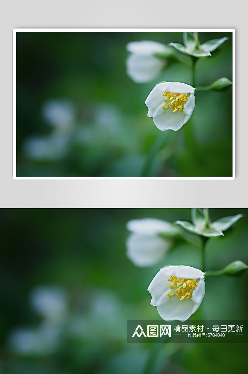 清香花朵花卉时尚摄影图片素材