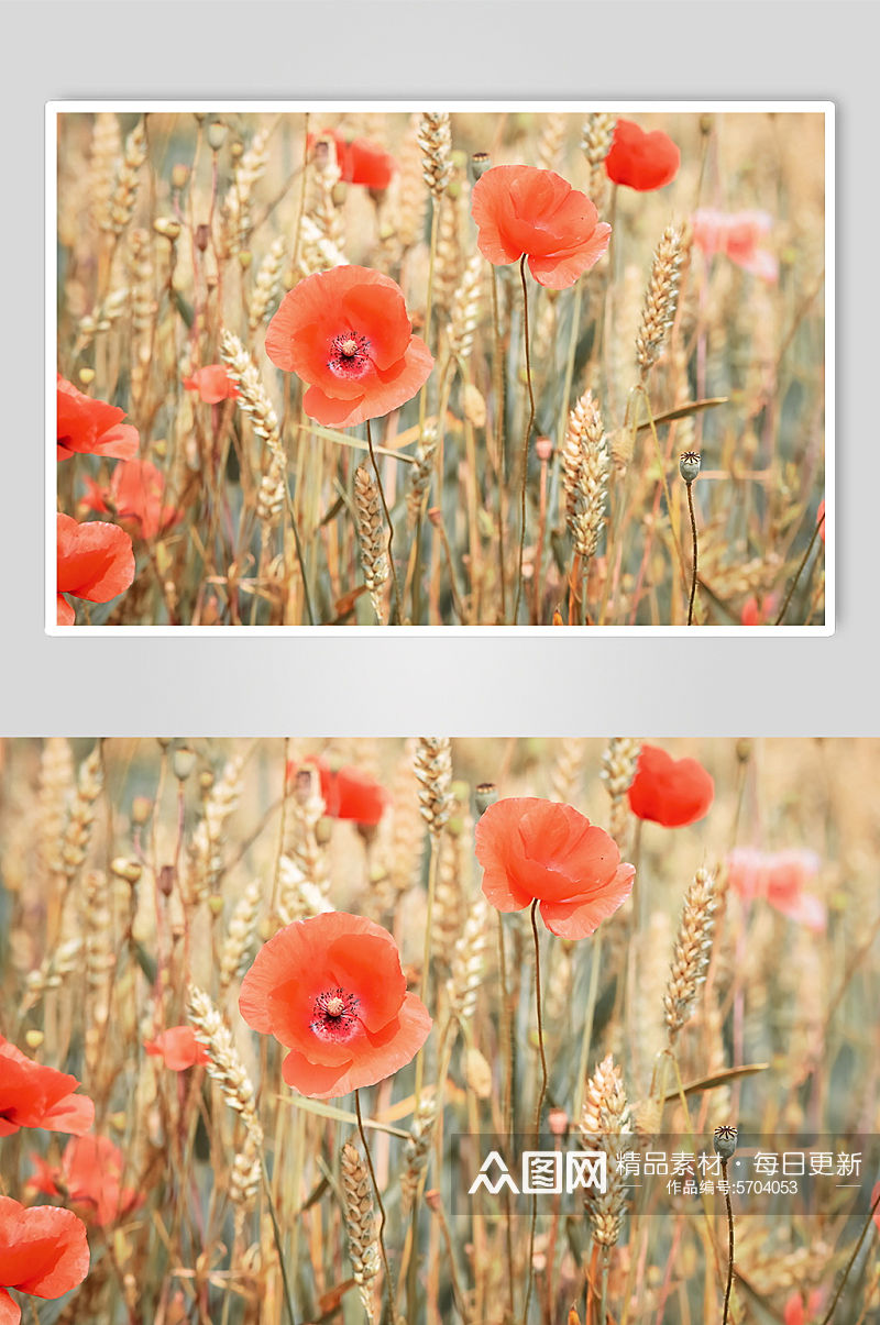 清香花朵花卉时尚摄影图片素材