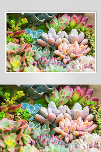 美丽清香花卉花束摄影图片