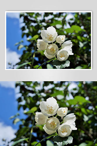 美丽清香花卉花束摄影图片