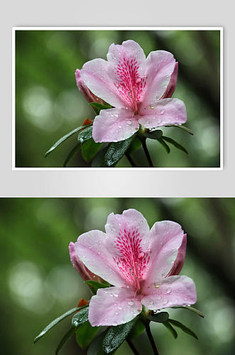 美丽清香花卉花束摄影图片