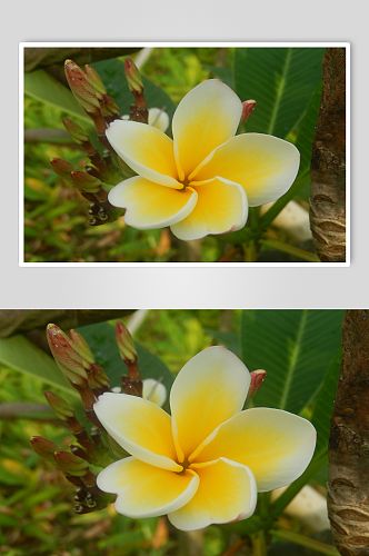 树林公园花朵植物摄影图片