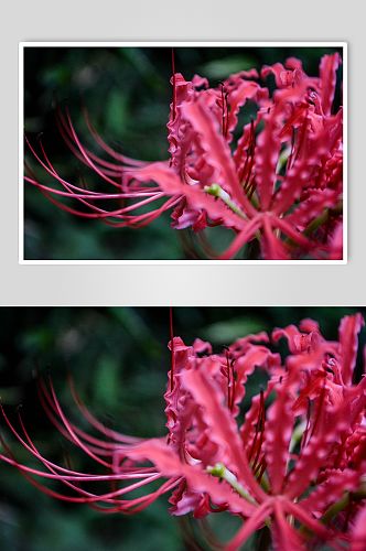 树林公园花朵植物摄影图片