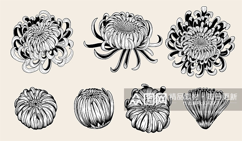 创意绘画黑白手绘菊花植物设计元素素材