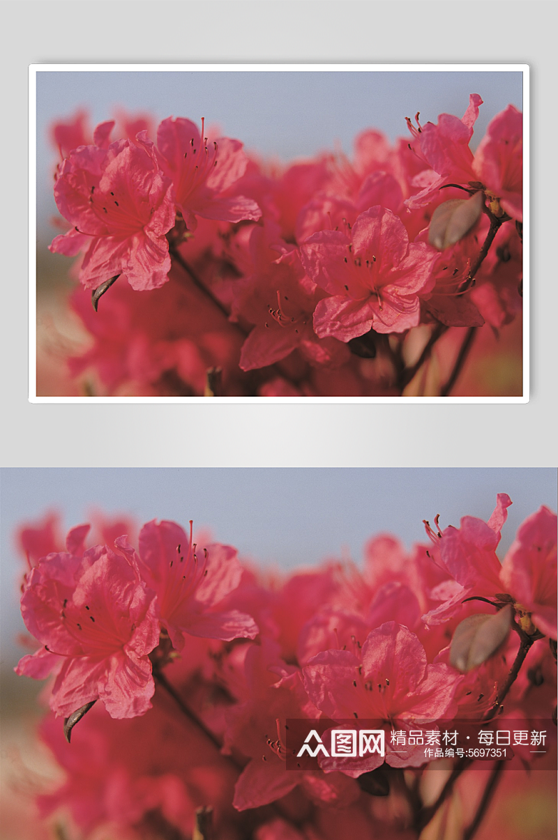 自然花卉鲜花摄影图素材