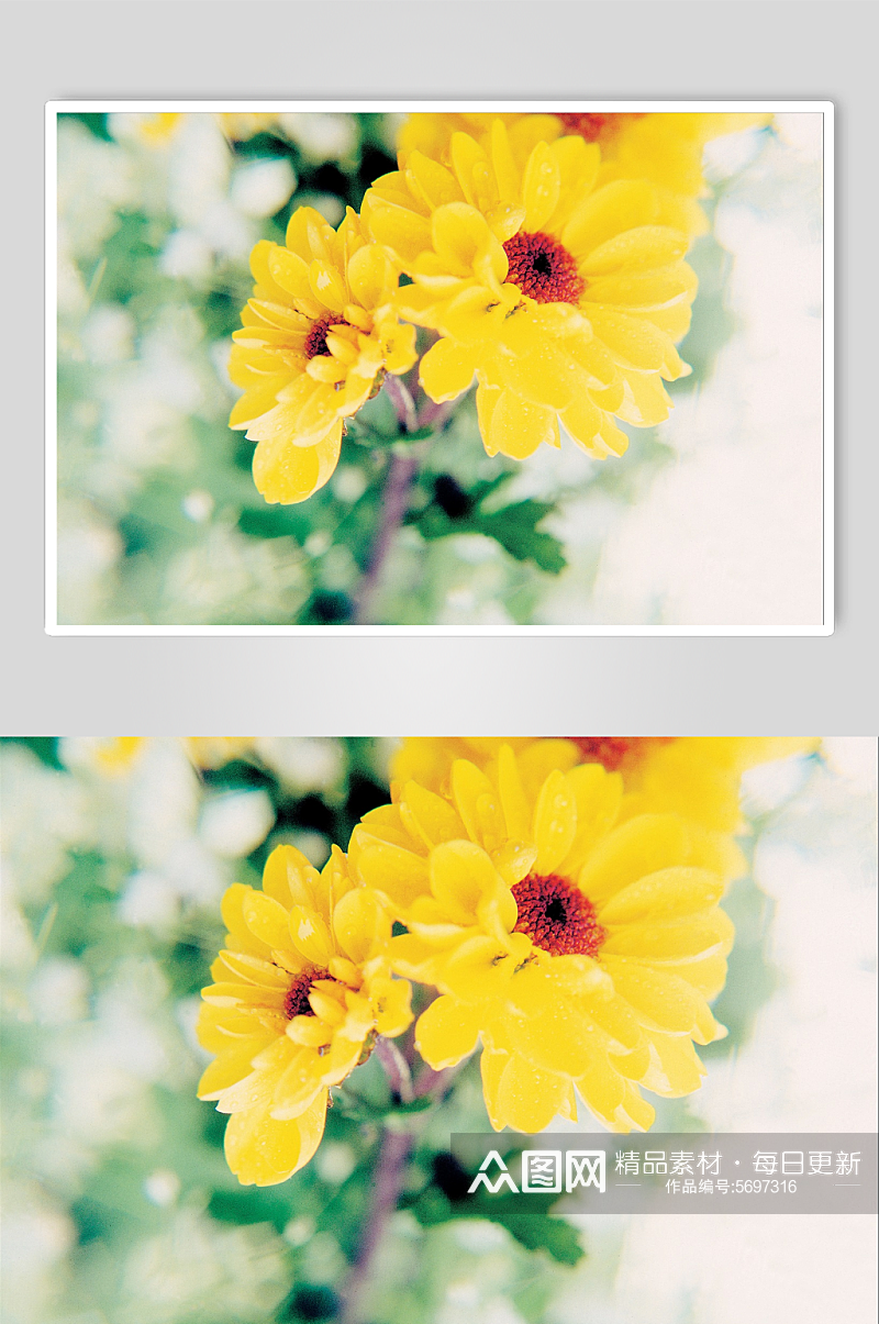 高清花卉鲜花摄影图素材