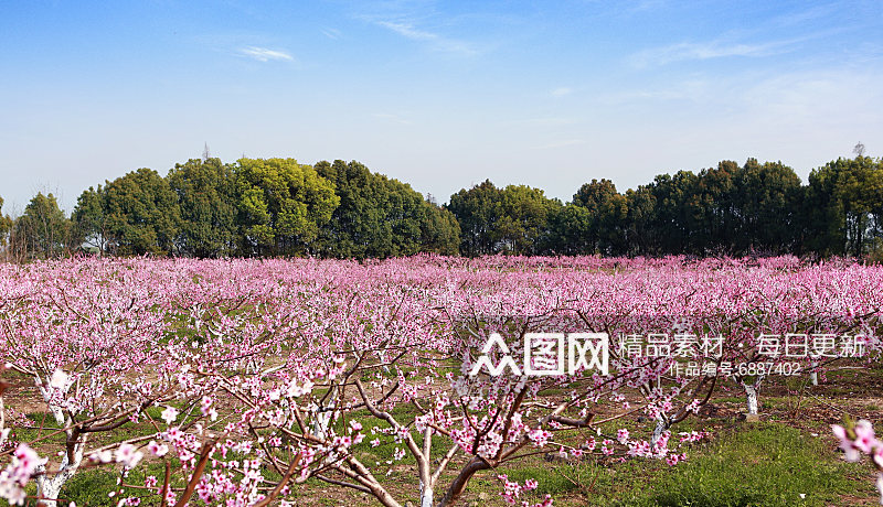 春季桃花风景摄影图素材