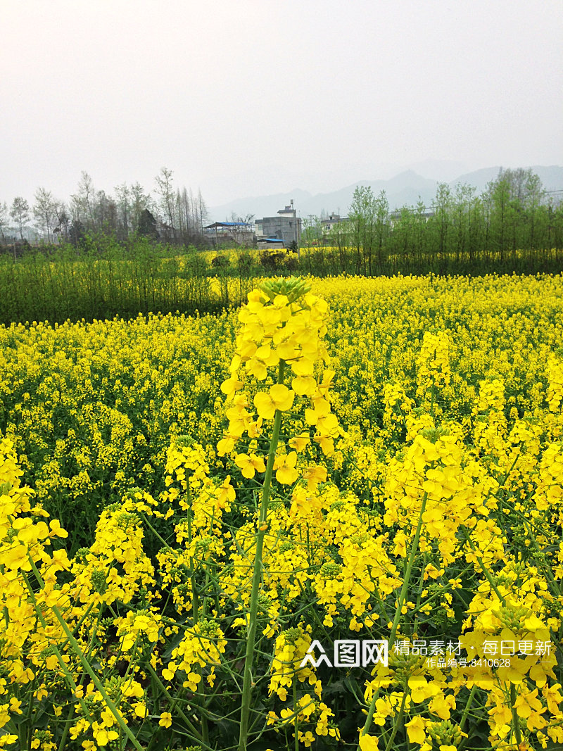 油菜花风景摄影图素材