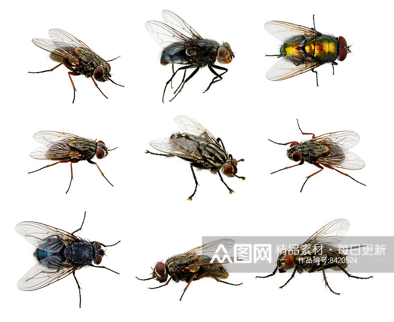 昆虫动物摄影图片素材