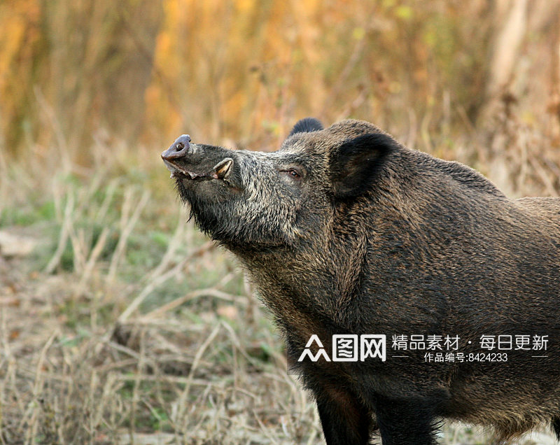 可爱非洲疣猪动物摄影图素材