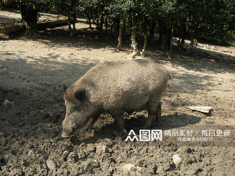 可爱非洲疣猪动物摄影图素材
