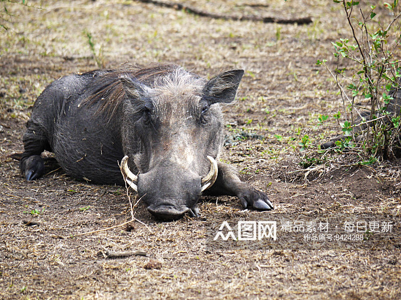 可爱非洲疣猪动物摄影图素材