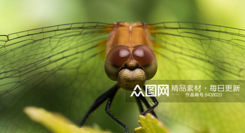 可爱蜻蜓动物摄影图素材