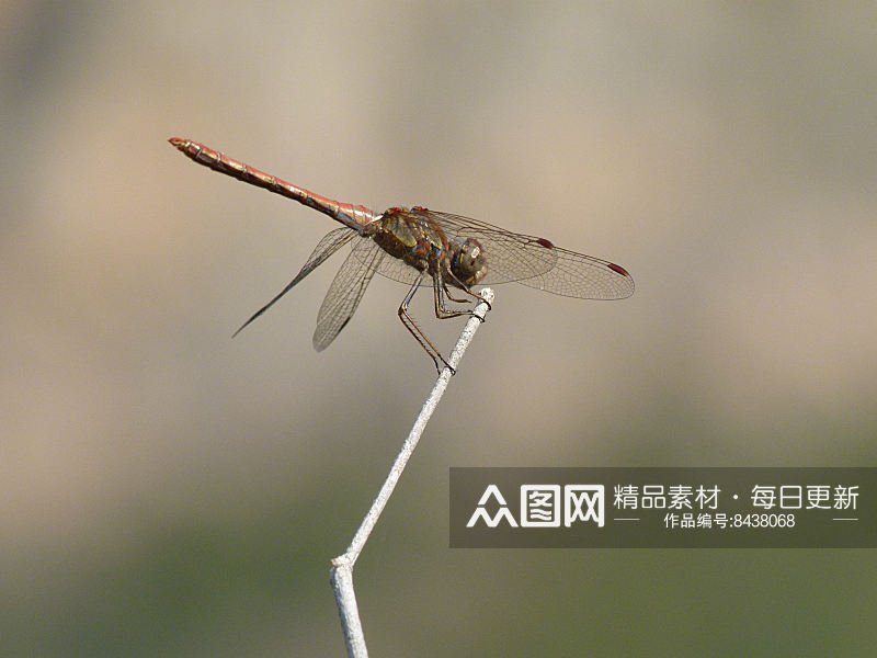 可爱蜻蜓动物摄影图素材