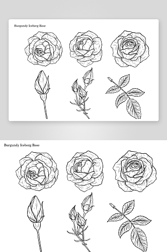 创意绘画黑白手绘玫瑰花植物设计元素