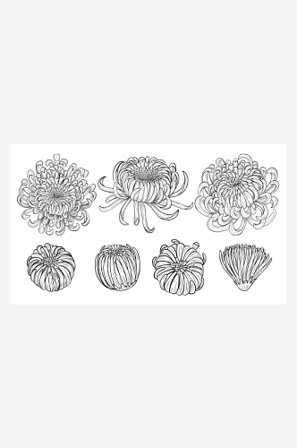 创意绘画黑白手绘菊花植物设计元素