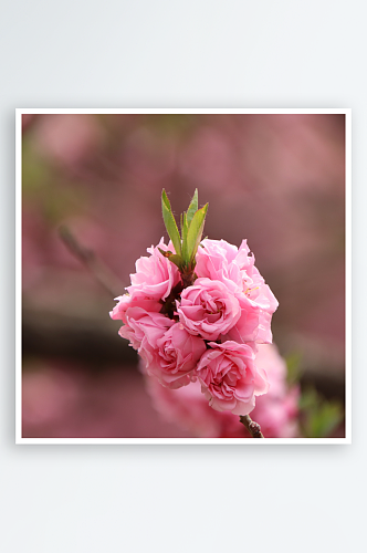 春季桃花风景摄影图